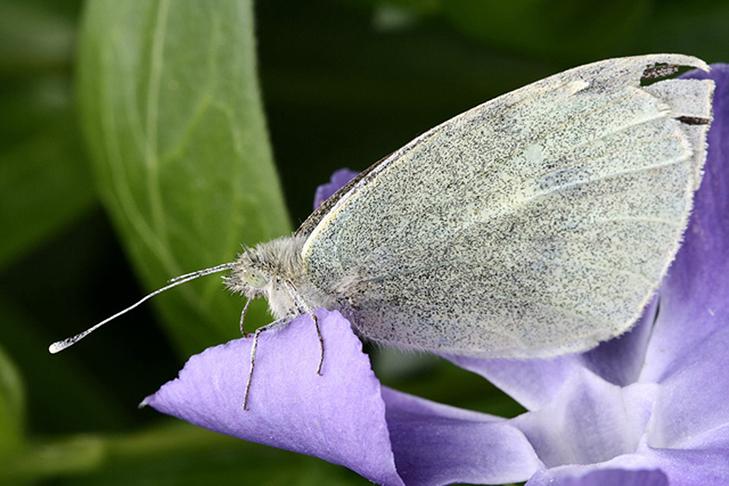 Leptidea sinapis